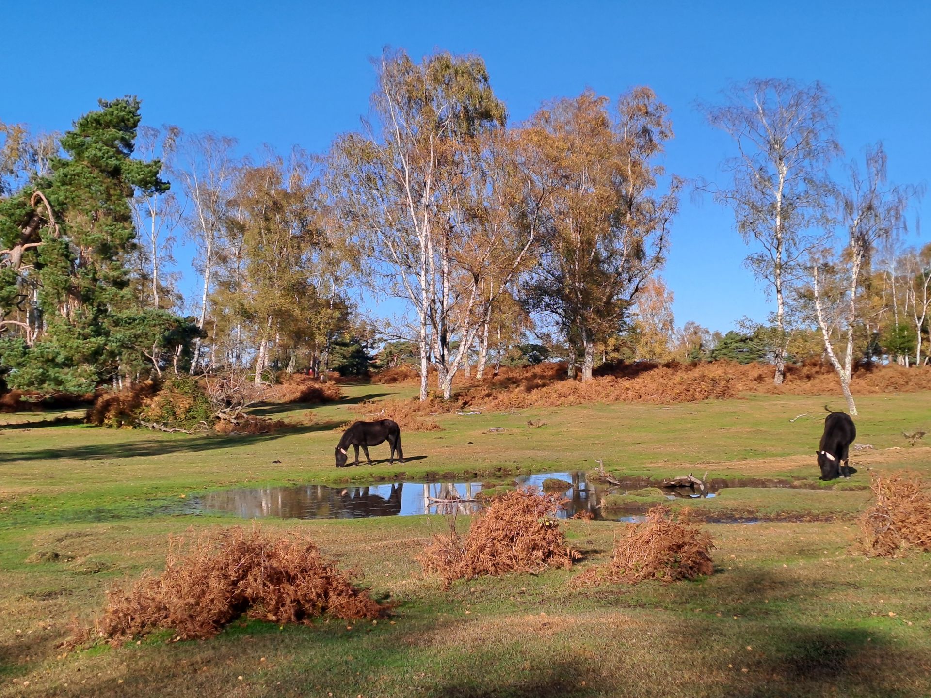Half Moon Common walk